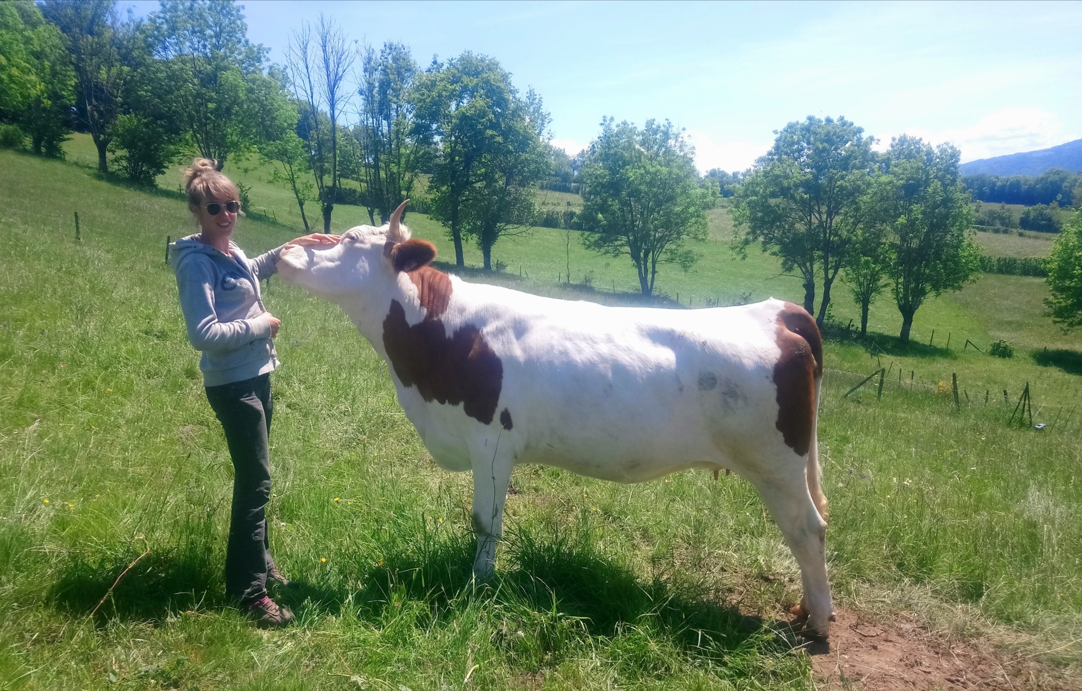 Troupeau GAEC Normand